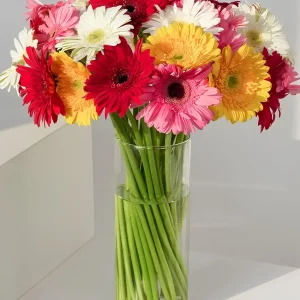 vazoda renkli gerbera